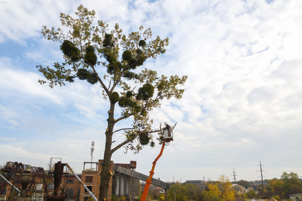 Abbattimento alberi